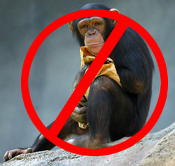 http://www.a-suivre.org/usa/IMG/jpg/chimpanze_copie.jpg