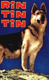 Rintintin - D.R
